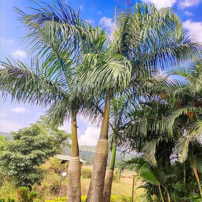 Brighter Blooms - Areca Palm Tree, 6 Inch Pot - Live Plant - No Shipping to AK, AZ, CA, HI, TX
