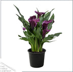 Live Flowering Calla Lily (2 Plants Per Pack) - Purple, 3+ Blooms - Beautiful Spring Perennial - 12" Tall by 5" Wide in 1 Qt Pot