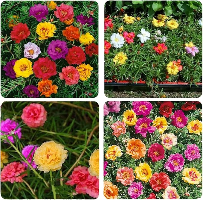 15000+ Portulaca Grandiflora Moss Rose Seeds Mixed Color Spreading for Planting Mexican Sun Rose Rock ROS Heat & Drought Tolerant Ground Cover Plant