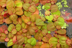 60+ Live Red Root Floater Plants - Vibrant Floating Aquarium Plants - Live Aquarium Plants for Growing - Aquatic Plant Live