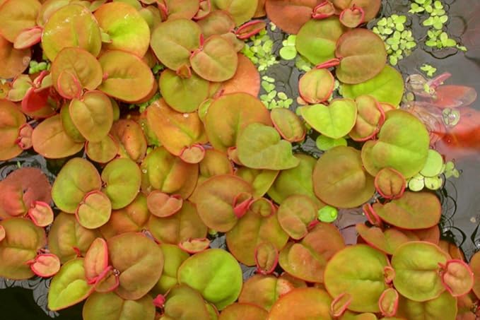 60+ Live Red Root Floater Plants - Vibrant Floating Aquarium Plants - Live Aquarium Plants for Growing - Aquatic Plant Live