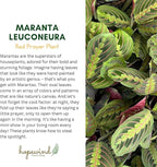 Live Plant, Red Maranta Prayer Plant, Pet Friendly, Air Purifying Plant, Easy Care, Easy to Grow Live Indoor Plant, Houseplant, Rare Indoor Plant, Home Décor 4.7 inch Pot (Black)