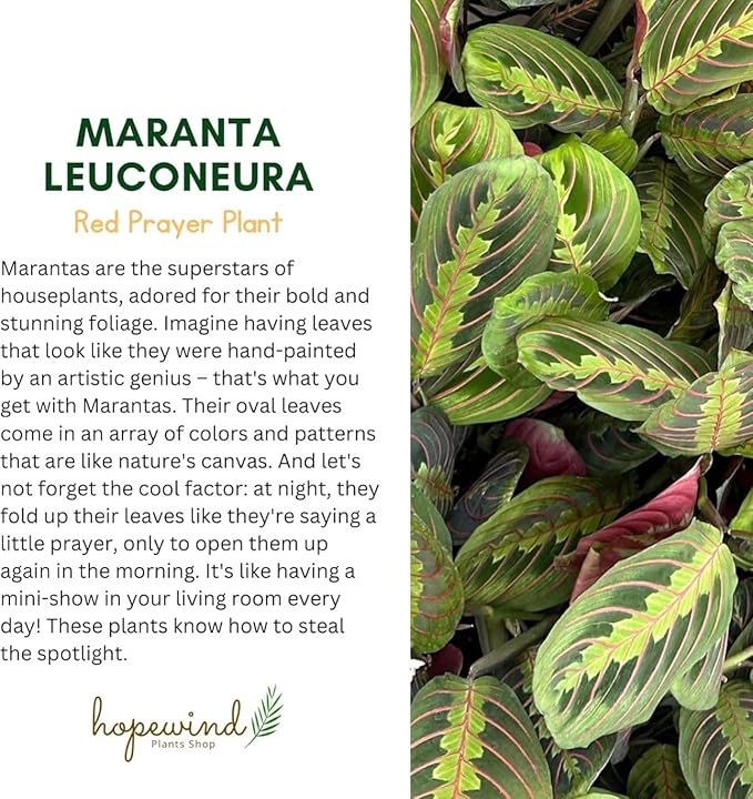 Live Plant, Red Maranta Prayer Plant, Pet Friendly, Air Purifying Plant, Easy Care, Easy to Grow Live Indoor Plant, Houseplant, Rare Indoor Plant, Home Décor Pot (White)