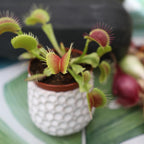 Altman Plants Non-Toxic Live Venus Flytrap Plant, Carnivorous Plants, Pet Safe Houseplant, Educational Crafts & DIY for Kids, 3 in. Grower Pot, Real Houseplants for Bog Gardens