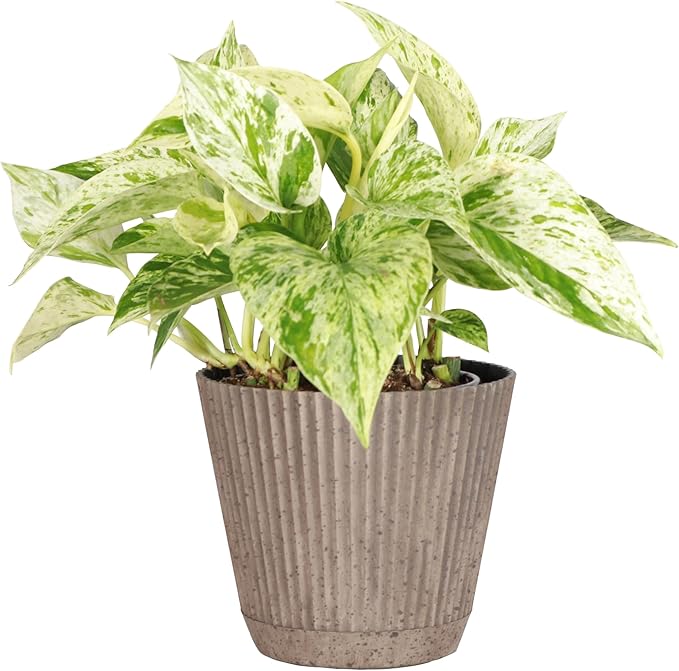 Thorsen's Greenhouse Marble Queen Pothos, Live Indoor Plant, Easy to Grow, Rare Variegated Houseplant, Natural Air Purifier, 4-inch Diameter Pot (Coffee)