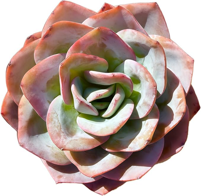 Succulents Plants Live Echeveria Perle von Nürnberg,Mini Succulents Red 3 inches Mini Succulents,Bare Root Without Pot,Succulent Plant Live Decoration Plant Gifts (Blue Swan)