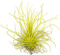 Thin Colored Air Plant, Live Tillandsia House Plant, Easy Care Indoor Outdoor, Great Gift, Healthy Arrival Guaranteed, (Yellow)