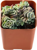 Sprout N Green Crassula 'Dorothy', Live Succulent Plant Fully Rooted in 2" Pot, Home Office Indoor Outdoor Wedding Decoration DIY Projects Party Favor, Easy to Care
