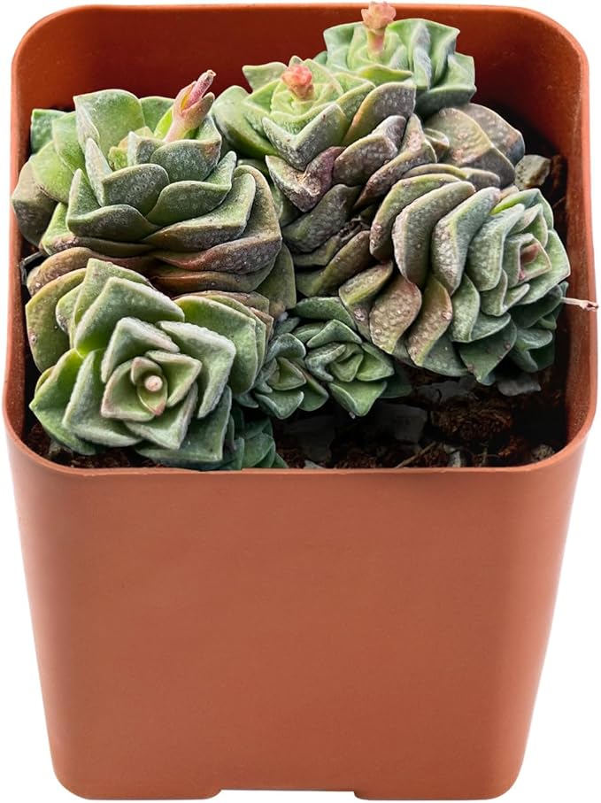 Sprout N Green Crassula 'Dorothy', Live Succulent Plant Fully Rooted in 2" Pot, Home Office Indoor Outdoor Wedding Decoration DIY Projects Party Favor, Easy to Care