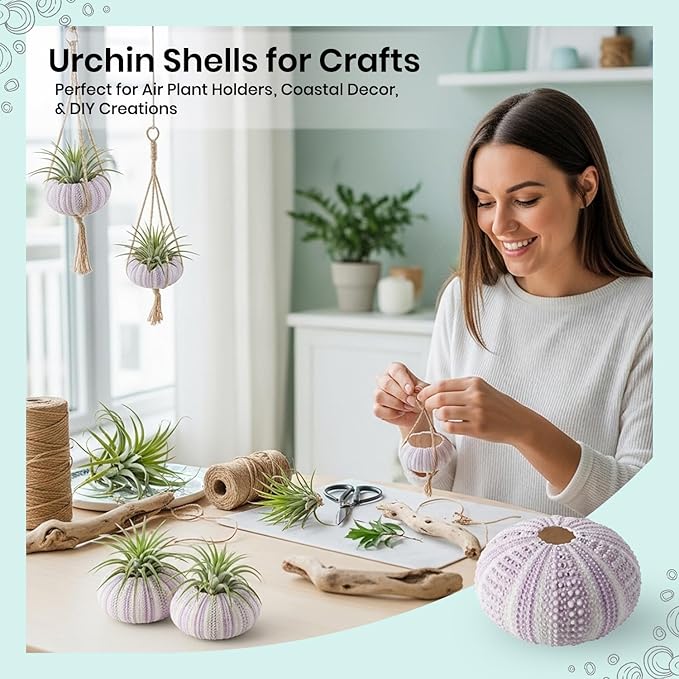 Nautical Crush Trading Sea Urchins Shells for Air Plants - 12 Purple (1.5-2.5") Sea Urchin Shells - Hanging Air Plant Holder - Air Plants Live Holders - Air Plant Pot - No Plants Included