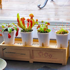 3" Self Watering Pots,20 Sets Self Watering Planter Pots for Indoor Plants with Water Level Indicator and Multiple Vents,Self Watering Planters,Self Watering Plant Pot for House Plants,Flowers,Herbs