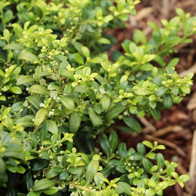 Brighter Blooms - Soft Touch Holly Shrub, 1 Gallon - No Shipping to AK, AZ, HI, OR