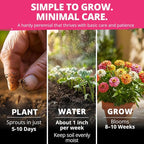 HOME GROWN Thumbelina Zinnia Seeds (1g) – 500 Dwarf Zinnia for Planting 2026, Spring Flower Seeds to Plant Outside, Easy Summer Garden Bloom for Containers & Borders (Zinnia elegans)