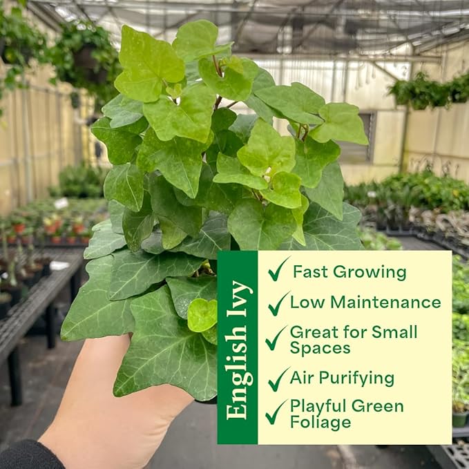 Thorsen's Greenhouse Live Green English Ivy Plant, Hedera Helix, Natural Air Purifier, Easy to Grow, Live Indoor Houseplant, 4" Diameter Pot (3 Pack Nursery Pots)