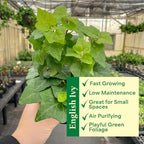 Thorsen's Greenhouse Live Green English Ivy Plant, Hedera Helix, Natural Air Purifier, Easy to Grow, Live Indoor Houseplant, (Navy - 6" Pot)