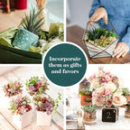 Shop Succulents Spring Beauties Bulk Succulent Plant Pack – Live Mini Succulent Plants, Bright Colorful Mix, Easy Care Houseplants – Gardening, Terrariums, Gifts & Party Favors, 2" Pots