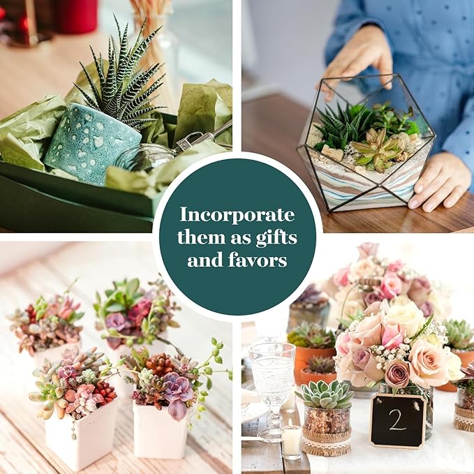 Shop Succulents Spring Beauties Bulk Succulent Plant Pack – Live Mini Succulent Plants, Bright Colorful Mix, Easy Care Houseplants – Gardening, Terrariums, Gifts & Party Favors, 2" Pots