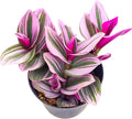 Sprout N Green Tradescantia Nanouk, Rare Pink Live Succulent Fully Rooted in 4" Pot, Trailing Houseplant for Indoor Outdoor Home Office Wedding Hanging Decor, Keep Away from Pets, Easy to Care