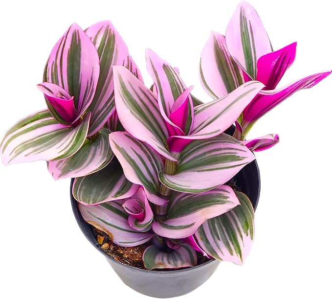 Sprout N Green Tradescantia Nanouk, Rare Pink Live Succulent Fully Rooted in 4" Pot, Trailing Houseplant for Indoor Outdoor Home Office Wedding Hanging Decor, Keep Away from Pets, Easy to Care