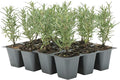 12 Tuscan Blue Rosemary, Live Plants – Rosmarinus Officinalis – Hardy & Fragrant Herb in 2.5” Nursery Pots – Grows Up to 5 Ft, Easy to Maintain, Great for Cooking, Landscaping & Aromatherapy