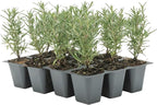 12 Tuscan Blue Rosemary, Live Plants – Rosmarinus Officinalis – Hardy & Fragrant Herb in 2.5” Nursery Pots – Grows Up to 5 Ft, Easy to Maintain, Great for Cooking, Landscaping & Aromatherapy