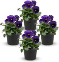 Live Healthy Flowering Pansies - Purple Blotch (4 Plants Per Pack), Beautiful Winter Color, 6" Tall by 4" Wide in 1 Pint Square Pot