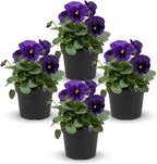 Live Healthy Flowering Pansies - Purple Blotch (4 Plants Per Pack), Beautiful Winter Color, 6" Tall by 4" Wide in 1 Pint Square Pot