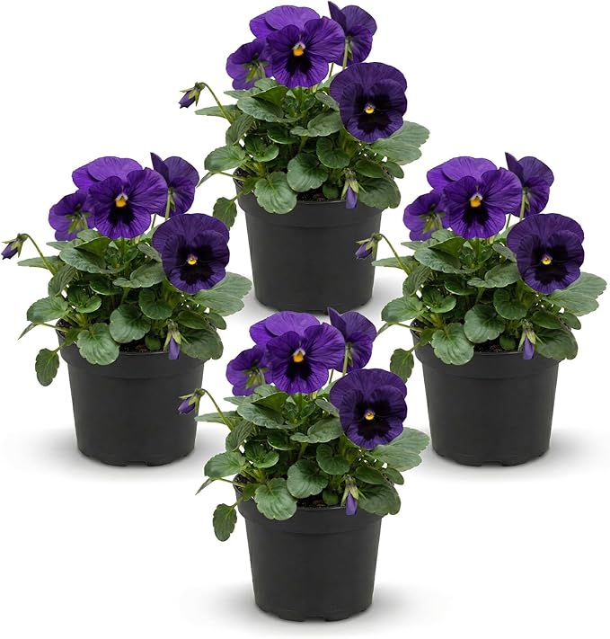 Live Healthy Flowering Pansies - Purple Blotch (4 Plants Per Pack), Beautiful Winter Color, 6" Tall by 4" Wide in 1 Pint Square Pot