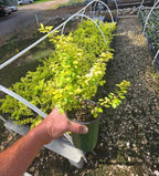 Aurea Golden Japanese Barberry - Live Plant - (1 QT)