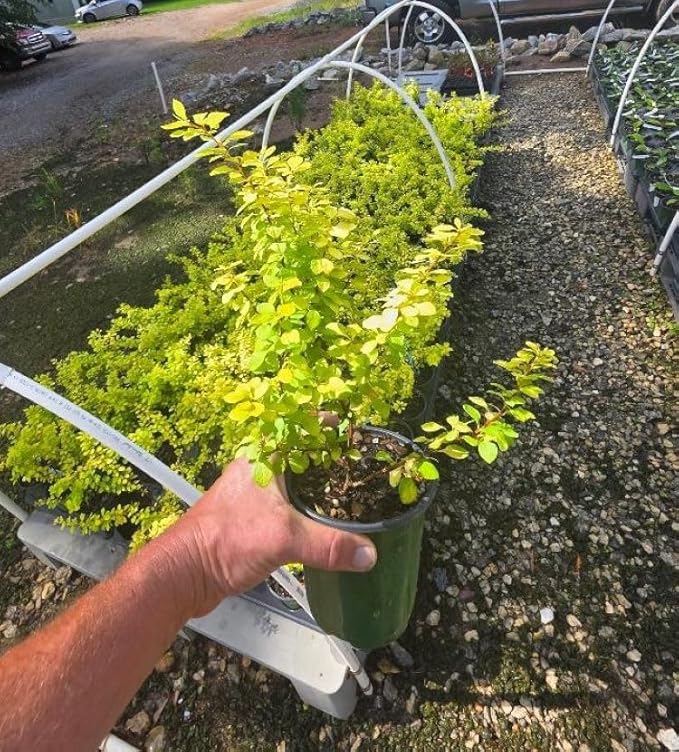 Aurea Golden Japanese Barberry - Live Plant - (1 QT)