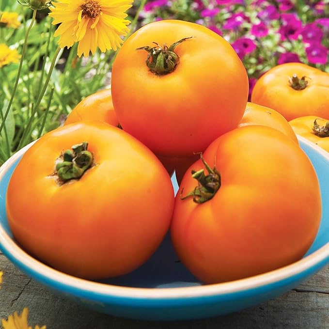 Burpee 'Orange Wellington' Hybrid, Orange Beefsteak Slicing Tomato, 65 Non-GMO Seeds