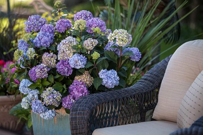 Endless Summer Collection - Hydrangea mac. Endless Summer BloomStruck (Reblooming Hydrangea) Shrub, RB purple, #3 - Size Container