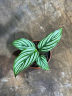 PLANTVERS Live Calathea Plant in 2" Grow Pot – Easy Care & Low Maintenance Tropical Houseplant – Air Purifying Indoor Plant for Low Light & Home Décor (Calathea 'Vittata')