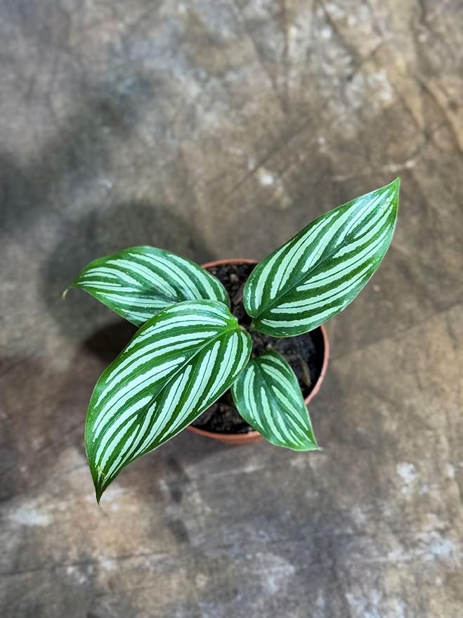PLANTVERS Live Calathea Plant in 2" Grow Pot – Easy Care & Low Maintenance Tropical Houseplant – Air Purifying Indoor Plant for Low Light & Home Décor (Calathea 'Vittata')