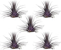 Air Plants - Tillandsia Ionantha - Organically Enhanced Color - Live Arrival Guaranteed - House Plants for Home Decor & Gift (Purple Pansy 5pk)