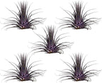 Air Plants - Tillandsia Ionantha - Organically Enhanced Color - Live Arrival Guaranteed - House Plants for Home Decor & Gift (Purple Pansy 5pk)