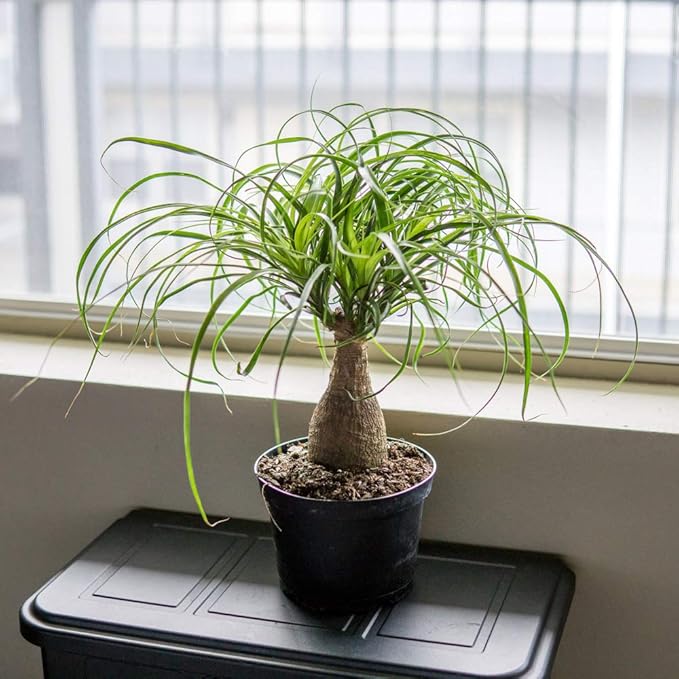 Perfect Plants Ponytail Palm | Beaucarnea Recurvata | 10in Tall | Easy Care Houseplant | Perfect for Bright Light Conditions, 6 in Grower's Pot, | Air Purifying