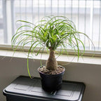 Perfect Plants Ponytail Palm | Beaucarnea Recurvata | 10in Tall | Easy Care Houseplant | Perfect for Bright Light Conditions, 6 in Grower's Pot, | Air Purifying