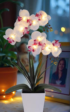HOMESEASONS Orchid Lamp-LED Lighted Orchid Arrangements,Pre Lit Artificial Orchid,Light Up Flower Lights, Faux Orchid Phalaenopsis Arrangement (White)