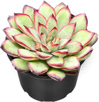 Sprout N Green Echeveria Mexican pulidonis, Live Succulent Rooted in 2" Pot, House Plant for Party Favors Home Indoor Outdoor Garden Wedding Decoration DIY Projects, Pets Friendly, Easy to Care