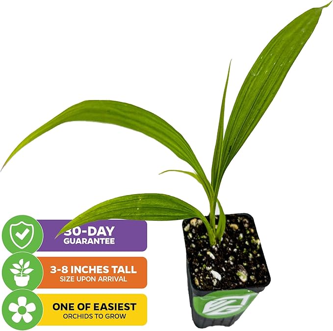 Ground Orchid Live Plant - Spathoglottis plicata 'Purple' by Wellspring Gardens - Purple-Pink Flowers Summer Plant - Great for Indoor/Outdoor Gardens & Patios (2-Pack)