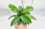 Hoya Carnosa Live in 4 inch Nursery Plant Pot Live Rare Exotic Tropical Indoor House Plants Easy to Grow Housewarming Gift Decoration Gift for Home or Office by 3exoticgreen