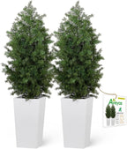 Aveyas 4ft Artificial Cedar Topiary Trees, 4 Feet Faux Potted Plants Evergreen Fake Pine Cypress Tree for Outdoor Porch Home Outside Door Decor (4 ft Tall Including Raised Pot) - Set of 2 Pack