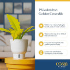 Costa Farms Philodendron Golden Crocodile Live Plant in Self Watering Pot, Air Purifying Indoor Houseplant, Home, Room, or Office Decor, House Warming or Birthday Gift, 12-18 Inches Tall