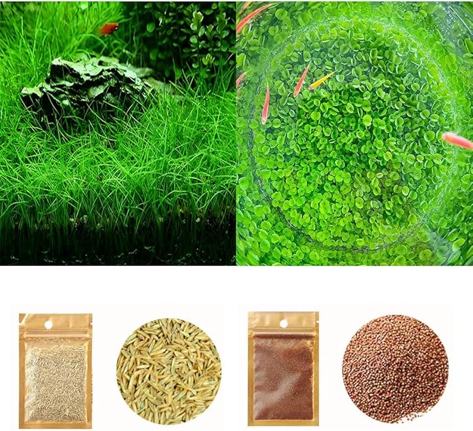 2 Pack Aquarium Plant S.e.e.d Set, not Artificial plasticl Plant. Real Grass Tank Decor Replacement for Resin or Plastic Grass N0：9527-13