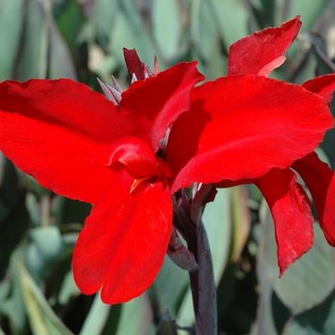 Canna 'Black Knight', a Great Live Pond Plant for Your Water Garden. Filters koi and Goldfish Ponds. Good for Bogs, Plant Shelf or Shallow Water This marginal Aquatic is a Real Beauty