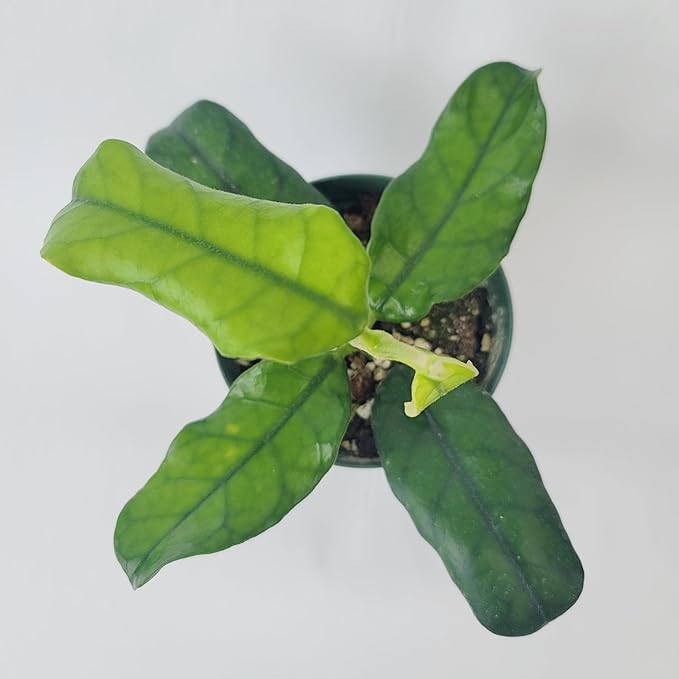 Hoya Globulosa (Rare Wax Plant) – Elongated Fuzzy-Veined Leaves, Fragrant Star Blooms – Pet-Friendly, Low Maintenance - Hoya Plants Live Houseplants - Air Purifying Plant - Ships from CA
