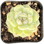 Sprout N Green Echeveria 'ICY Laui' Sugar Heart, Rare Live Succulent Fully Rooted in 2" Pot with Soil, Home Office Indoor Outdoor Wedding Decor DIY Projects Party Favor, Easy to Care, Pet Friendly