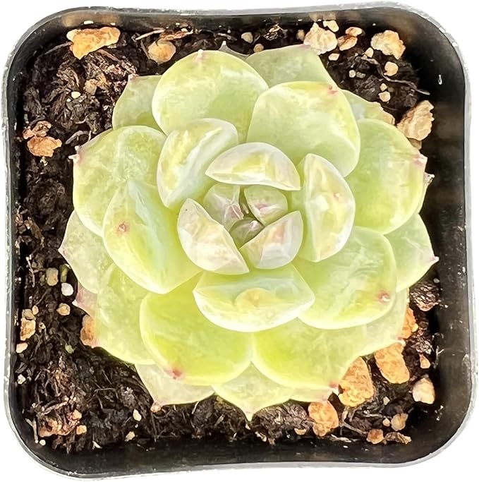 Sprout N Green Echeveria 'ICY Laui' Sugar Heart, Rare Live Succulent Fully Rooted in 2" Pot with Soil, Home Office Indoor Outdoor Wedding Decor DIY Projects Party Favor, Easy to Care, Pet Friendly