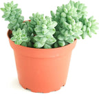 Shop Succulents Burrito Sedum Hanging Succulent, Fully Rooted Live 4" Succulent Plant, Low Maintenance Indoor Plant, Hardy Succulents, Trailing Succulents, Gift & Garden